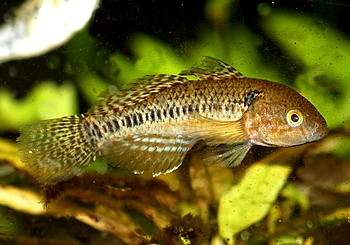 Batanga lebretonis Lehmgrundel 