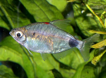 Bathyaethiops breuseghemi Afrikanischer Mondsalmler