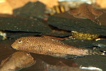 Beaufortia leveretti Leveretts Flossensauger 