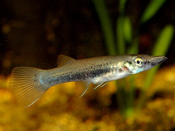 Belonesox belizanus, Hechtkrpfling