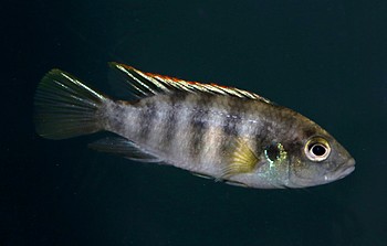 Benitochromis cf batesii ILOLOMA 