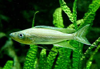 Benthochromis tricoti 