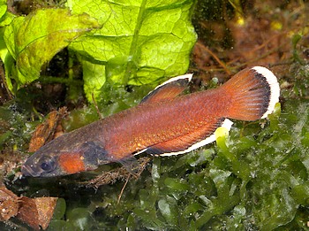 Betta albimarginata Weisaum-Kampffisch 