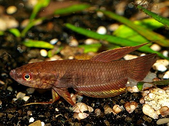 Betta dimidiata, Langflossenkampffisch