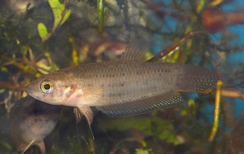 Betta falx Kleiner Sumatra-Kampffisch 
