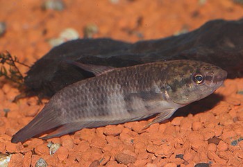 Betta krataios Kapaus-Kampffisch 