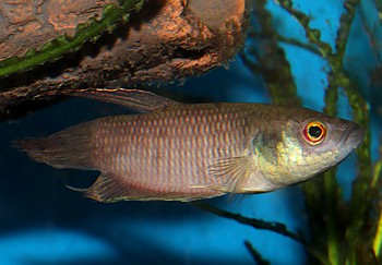 Betta raja 