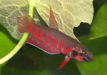 Betta rubra