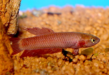 Betta rutilans, Roter Zwergkampffisch