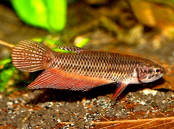 etta smaragdina, COPPER