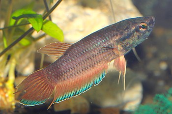 Betta simplex Krabi-Kampffisch 