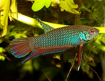 Betta smaragdina, Smaragdkampffisch 