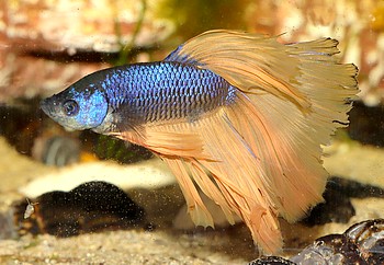 Betta splendens 01 (2)