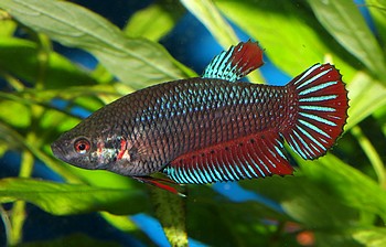 Betta splendens 