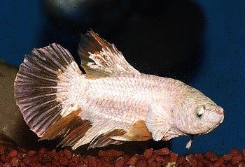 Betta splendens 03 (2)