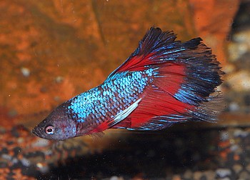Betta splendens 04