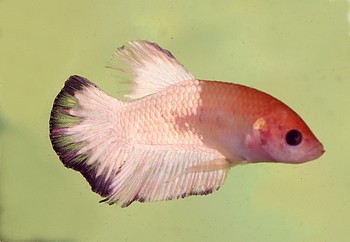 Betta splendens 05