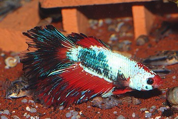 Betta splendens 05 (2)
