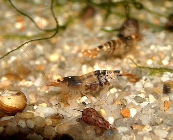 Caridina cf. cantonensis, Bienengarnele, Süßwassergarnele Caridina cf. cantonensis, Bienengarnele, Süßwassergarnele