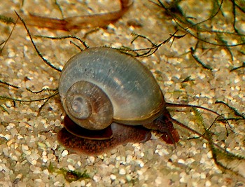Pomacea bridgesi, Apfelschnecke, Swasserschnecke 