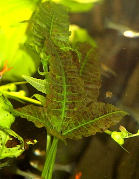 Bolbitis heteroclita, Geschwnzter Wasserfarn