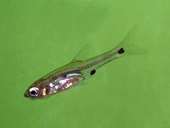 Boraras micros Rubin-Zwergkrpfling 