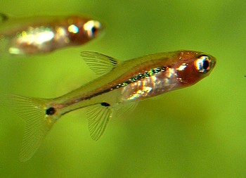 Boraras urophthalmoides Lngsband-Zwergkrpfling 