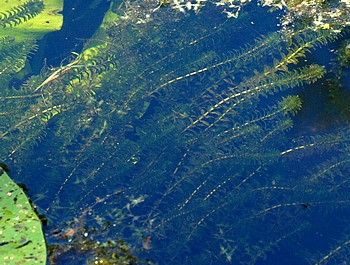 Elodea canadensis, Kanadische Wasserpest