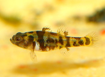 Brachybobius spec OZELOT 