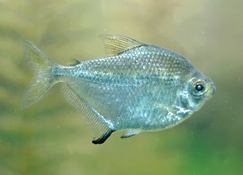 Brachychalcinus orbicularis