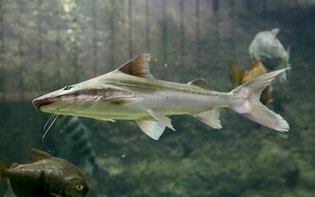 Brachyplatystoma rousseauxii 