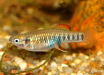 Brachyraphis roseni, Rosenkrpfling