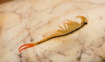 Branchipodopsis affinis Mongolischer Feenkrebs