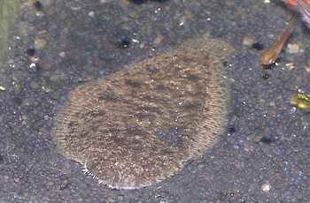Branchirus villosus