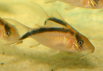 Brochis bethanae Bethanas Panzerwels 