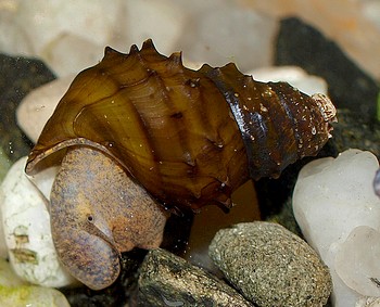 Brotia armata, Burma-Stachelschnecke, Süßwasserschnecke Brotia armata, Burma-Stachelschnecke, Süßwasserschnecke