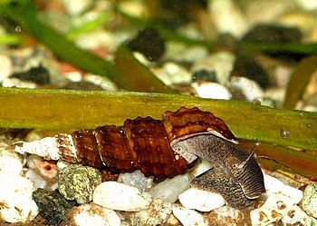 Brotia henriettae, Genoppte Turmdeckelschnecke Brotia henriettae, Genoppte Turmdeckelschnecke