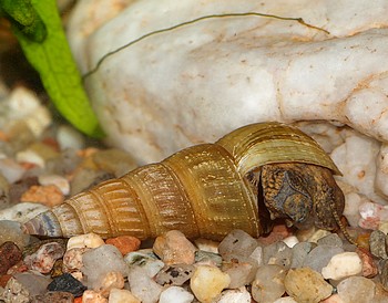Brotia herculea, Herkules-Turmdeckelschnecke, Süßwasserschnecke Brotia herculea, Herkules-Turmdeckelschnecke, Süßwasserschnecke
