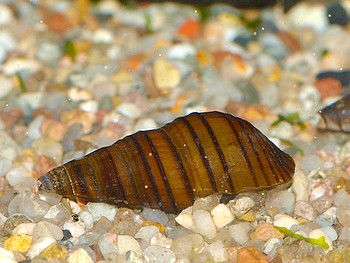 Brotia manningi, Bnder-Turmdeckelschnecke, Swasserschnecke