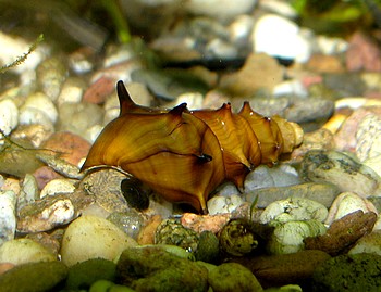 Brotia pagodula, Pagogen-Turmdeckelschnecke, Süßwasserschnecke Brotia pagodula, Pagogen-Turmdeckelschnecke, Süßwasserschnecke