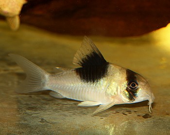 CW051 Corydoras spec Panda-Rckenfleckenpanzerwels 