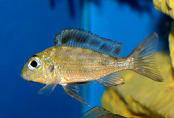 Callochromis macrops
