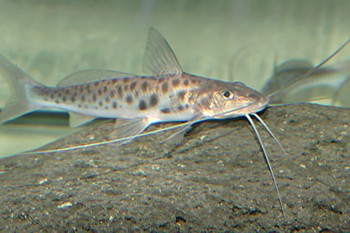 Calophysus macropterus Gefleckter Silber-Antennenwels 
