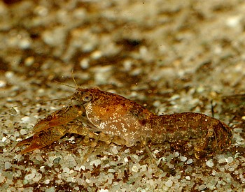 Cambarellus spec., Alabama