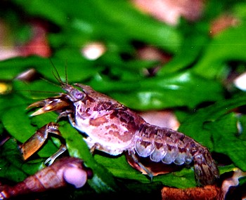 Cambarellus chapalanus, Chapala-Zwergkrebs