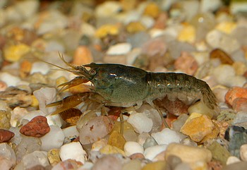 Cambarellus shufeldtii, Lousiana-Zwergflusskrebs