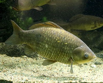 Carassius auratus gibelio Giebel 