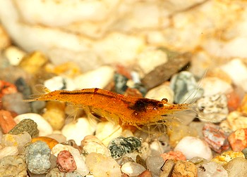 Caridina cf propinqua Orange Celebesgarnele