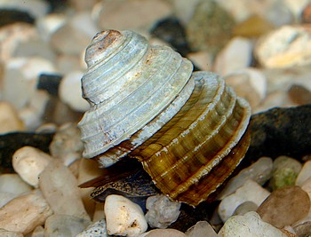 Celetaia persculpta, Blaue Turboschnecke, Swasserschnecke