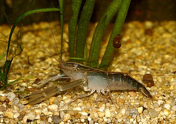 Macrobrachium lanatum, Chamliongarnele, Swassergarnele